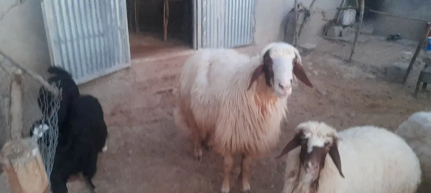 ورن داشت،،سە سالە|حیوانات مزرعه|دشت ذهاب, |دیوار