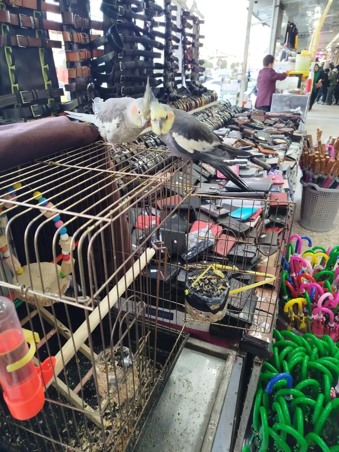 عروس هلندی نر و ماده دستی باقفس|پرنده|آستارا, |دیوار