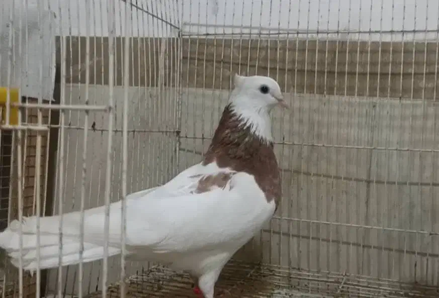 کبوتر طوقی اصیل|پرنده|بندر گناوه, |دیوار