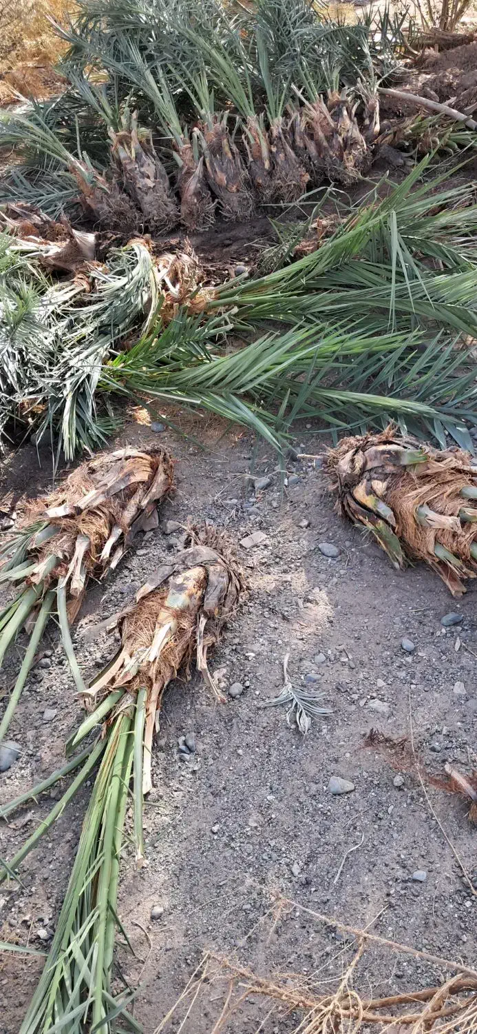 فروش فسیل کلیته مضافتی..|گل و گیاه طبیعی|جیرفت, |دیوار