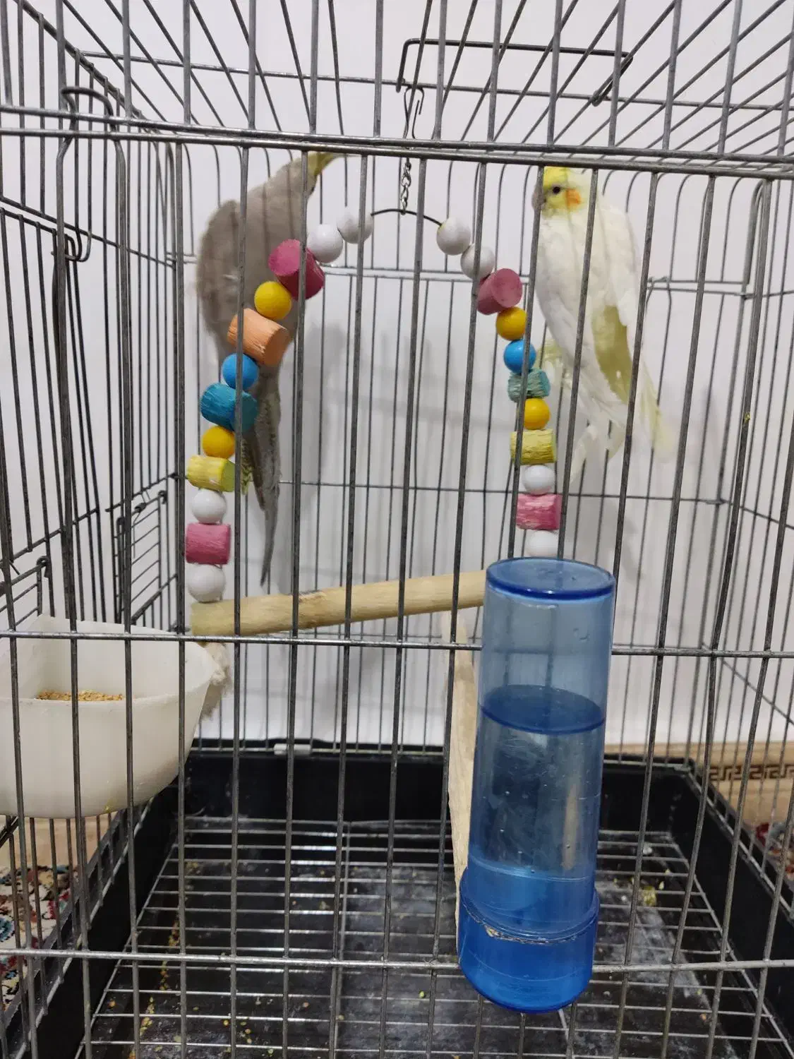 عروس هلندی|پرنده|پاکدشت, پاکدشت (مامازند)|دیوار