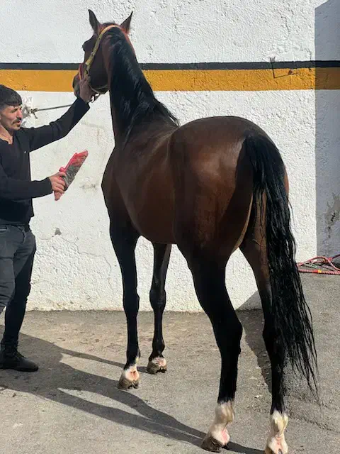 فروش یک راس اسب ترکمن|اسب و تجهیزات اسبسواری|تبریز, |دیوار