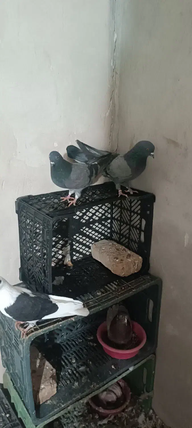 سبز|پرنده|فاضل آباد, |دیوار