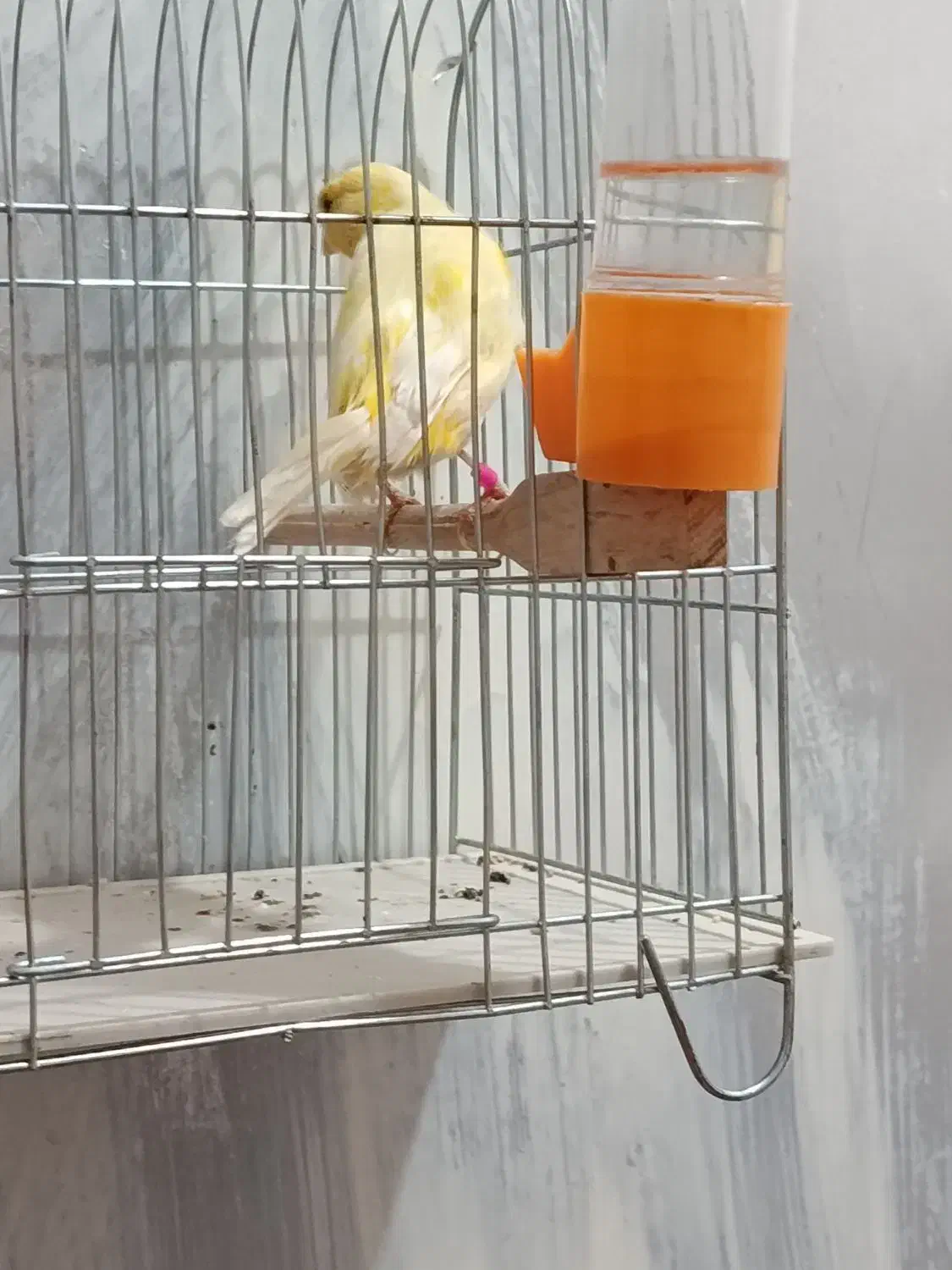 قناری ماده بشرط|پرنده|کارون, |دیوار