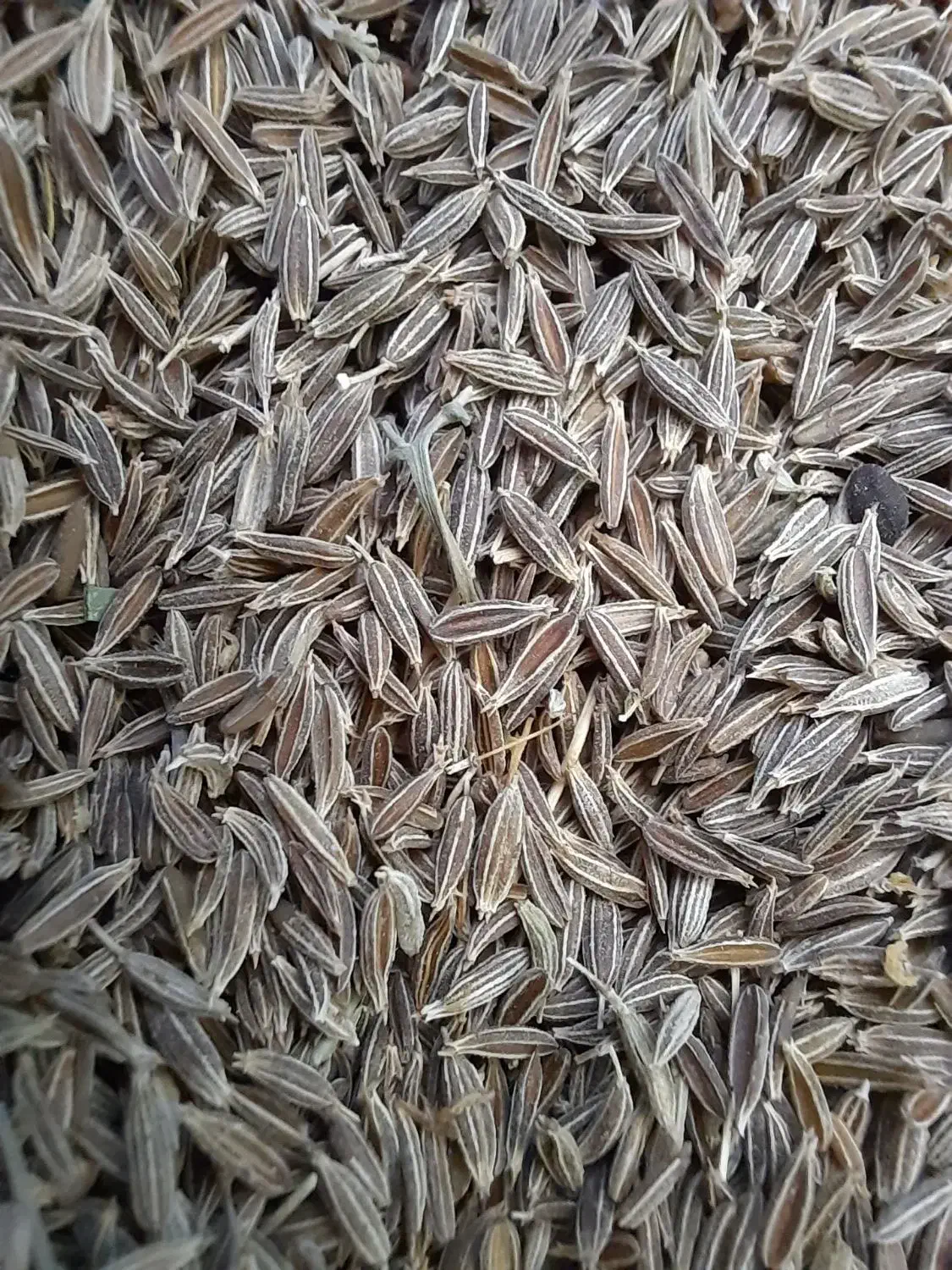 زیره سبز|عمده‌فروشی|فیروزآباد (فارس), |دیوار