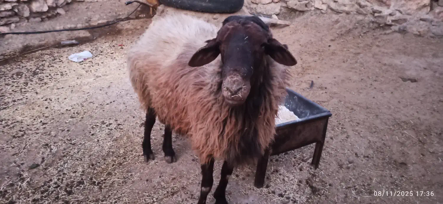 قوچ|حیوانات مزرعه|کوهدشت, |دیوار