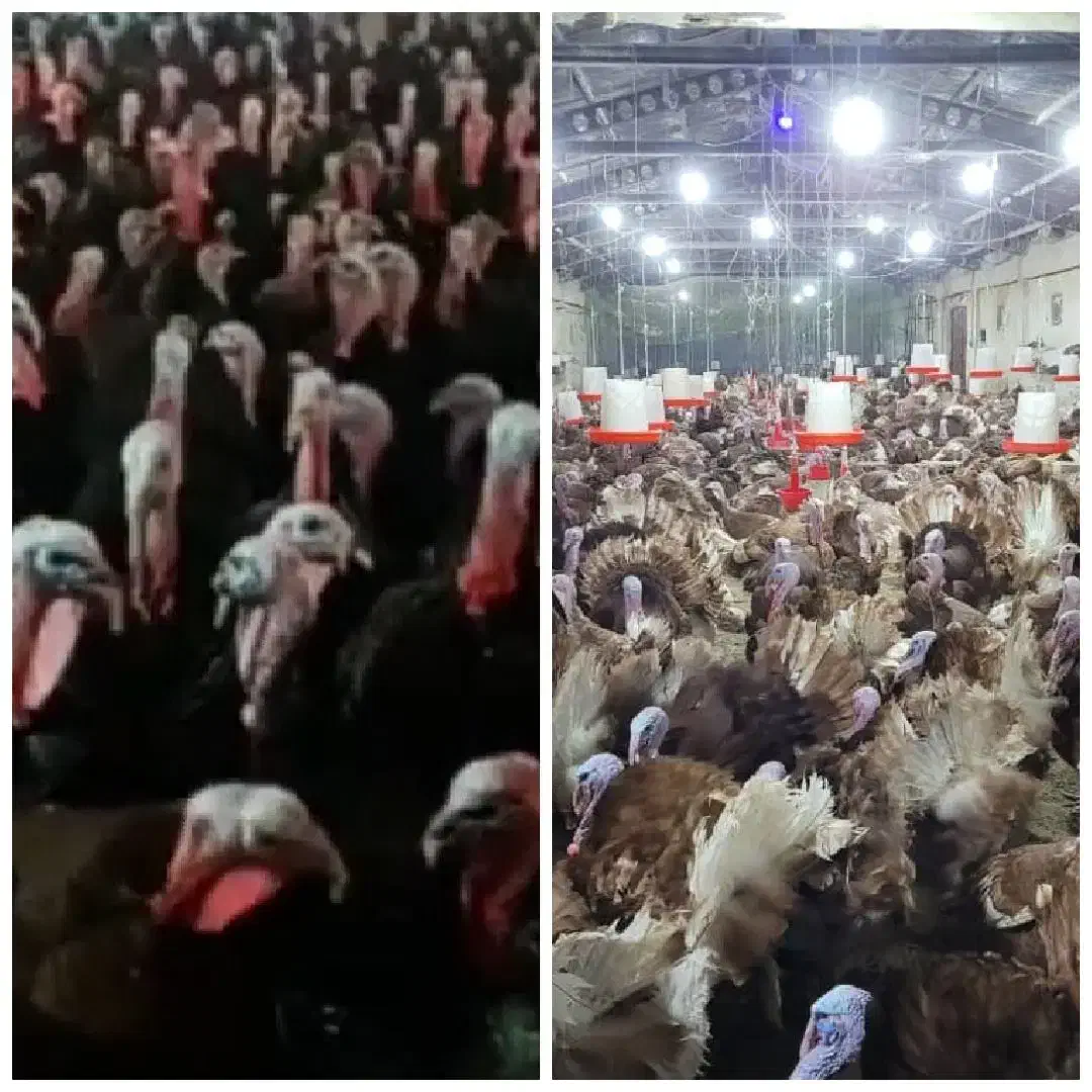 جوجه بوقلمون برنز|حیوانات مزرعه|تهران, خانیآباد|دیوار