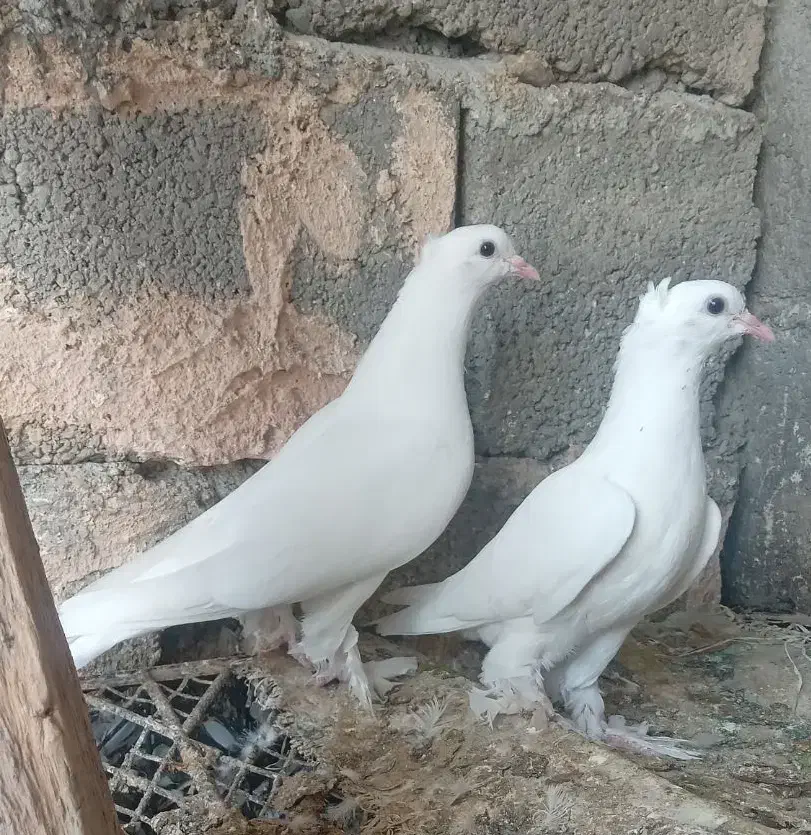 کبوتر سفید گره|پرنده|میناب, |دیوار