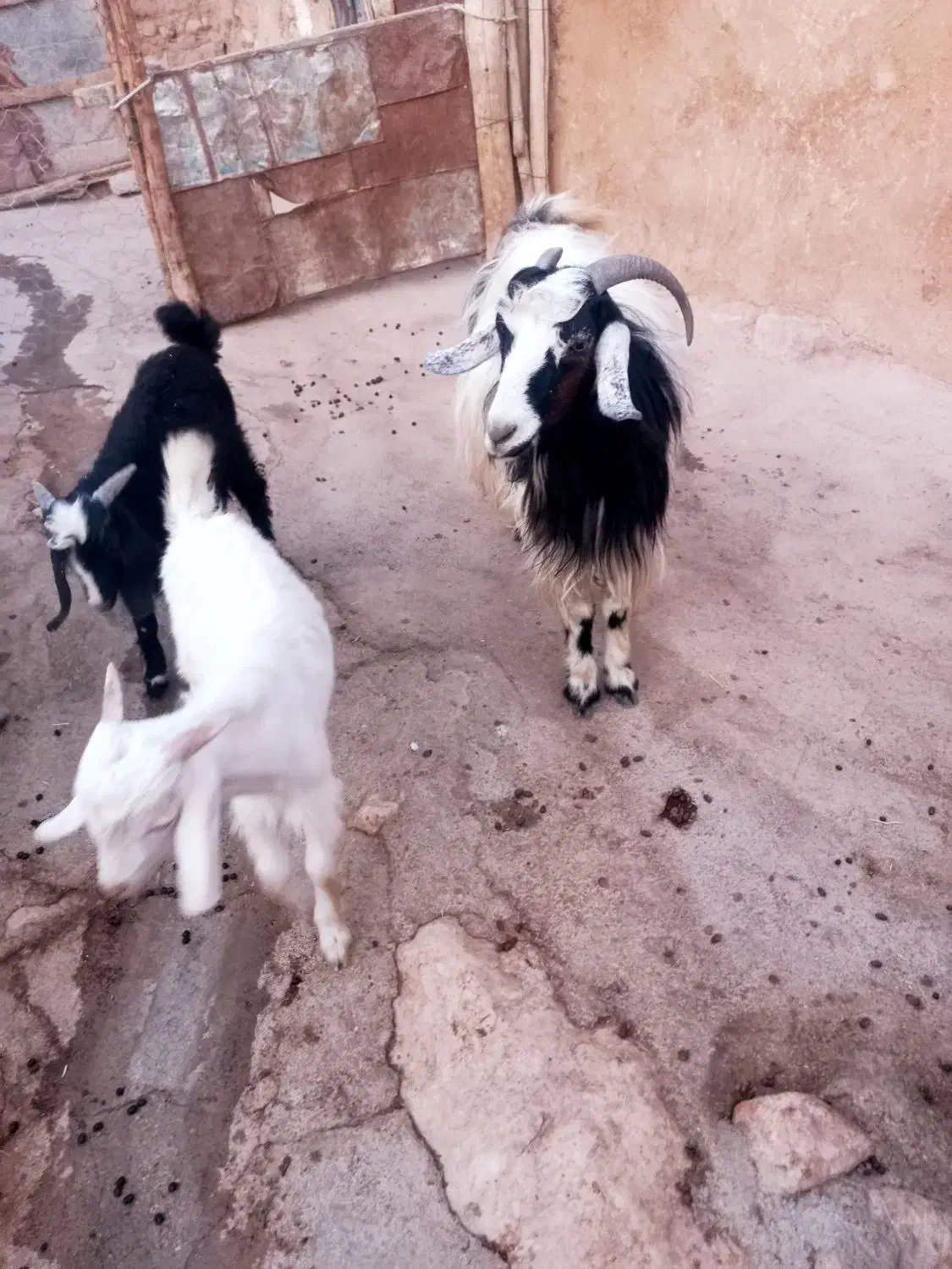 ۱۰راس بز نژاد گلچین دوقلو کردی|حیوانات مزرعه|هلیلان, |دیوار