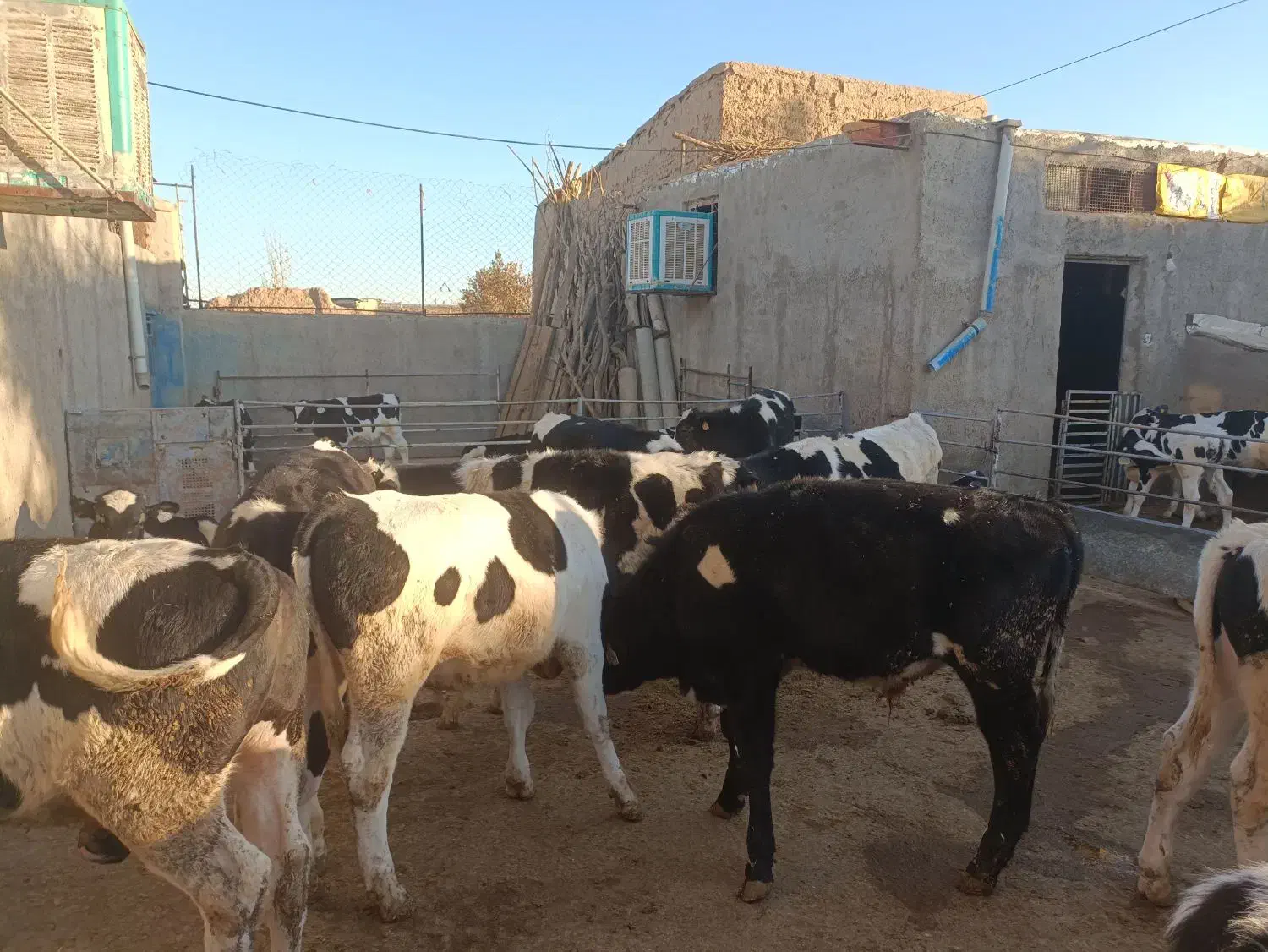 گوساله نر قطع شیر|حیوانات مزرعه|فرمهین, |دیوار