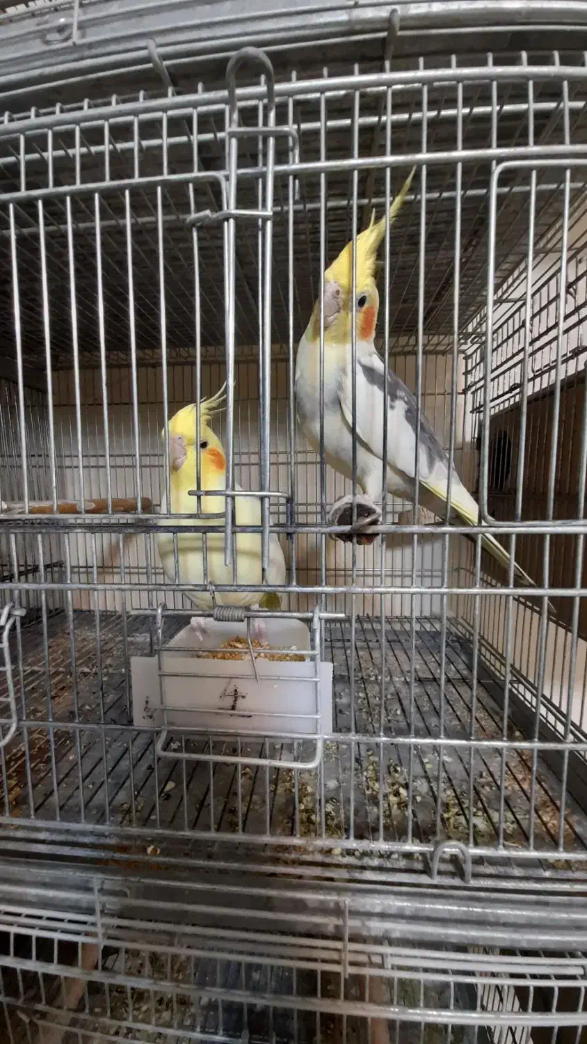 مولد صد درصد تضمینی رام و سخنگو|پرنده|پردیس, فاز ۱۱|دیوار