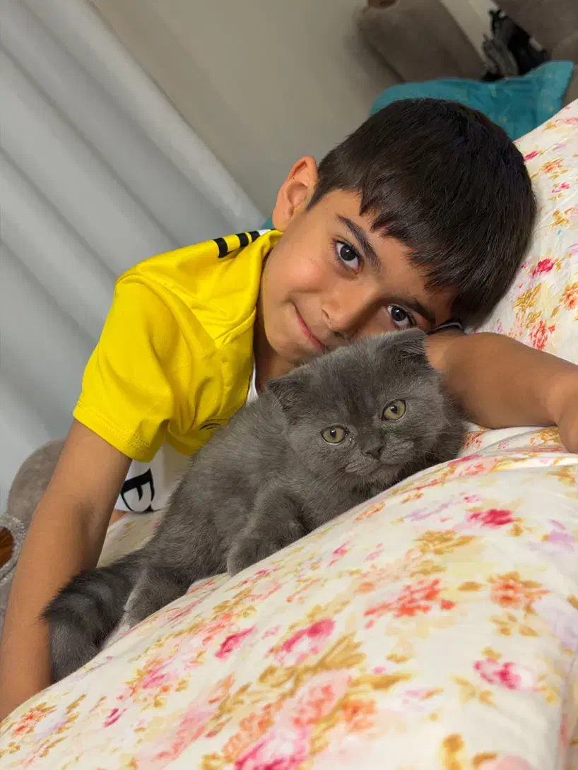 گربه اسکاتیش|گربه|آمل, |دیوار