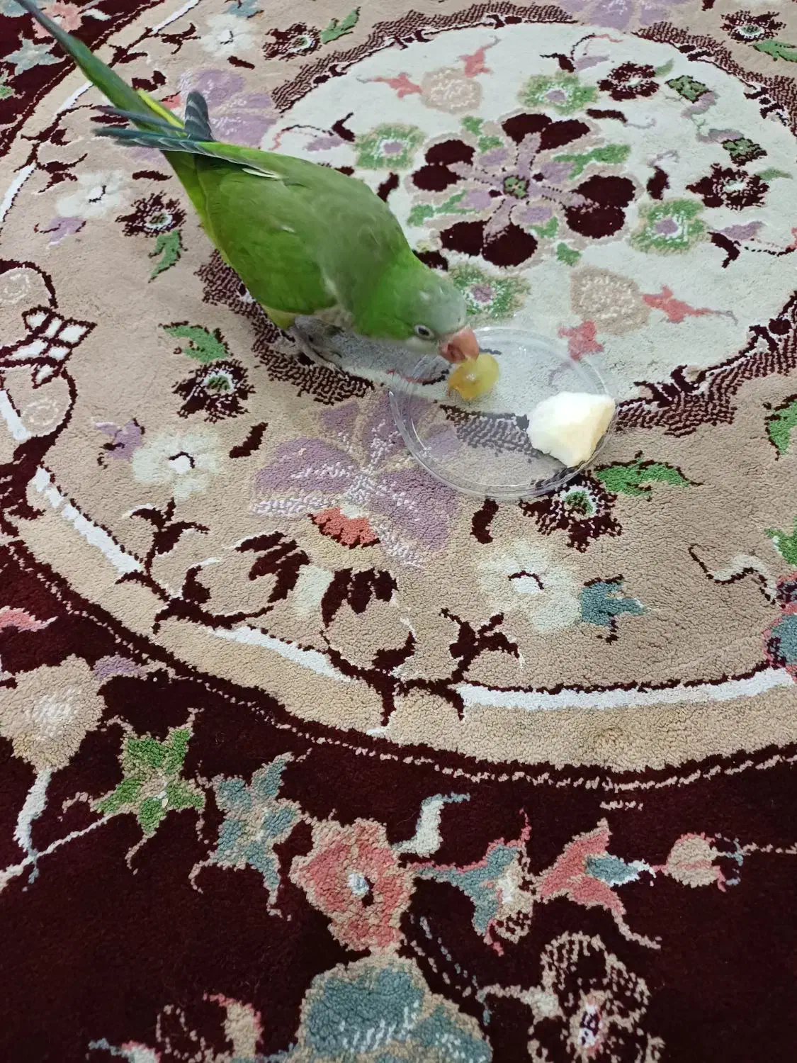 طوطی راهب رودان|پرنده|رودان, |دیوار