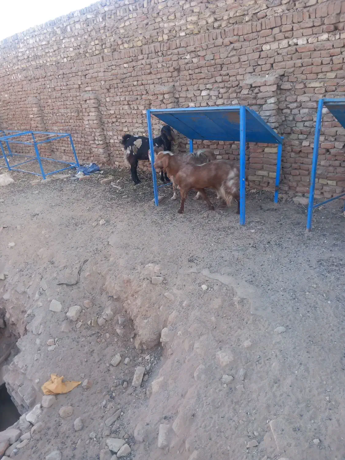 سه عددبزغاله چاق|حیوانات مزرعه|سبزوار, صالح آباد|دیوار