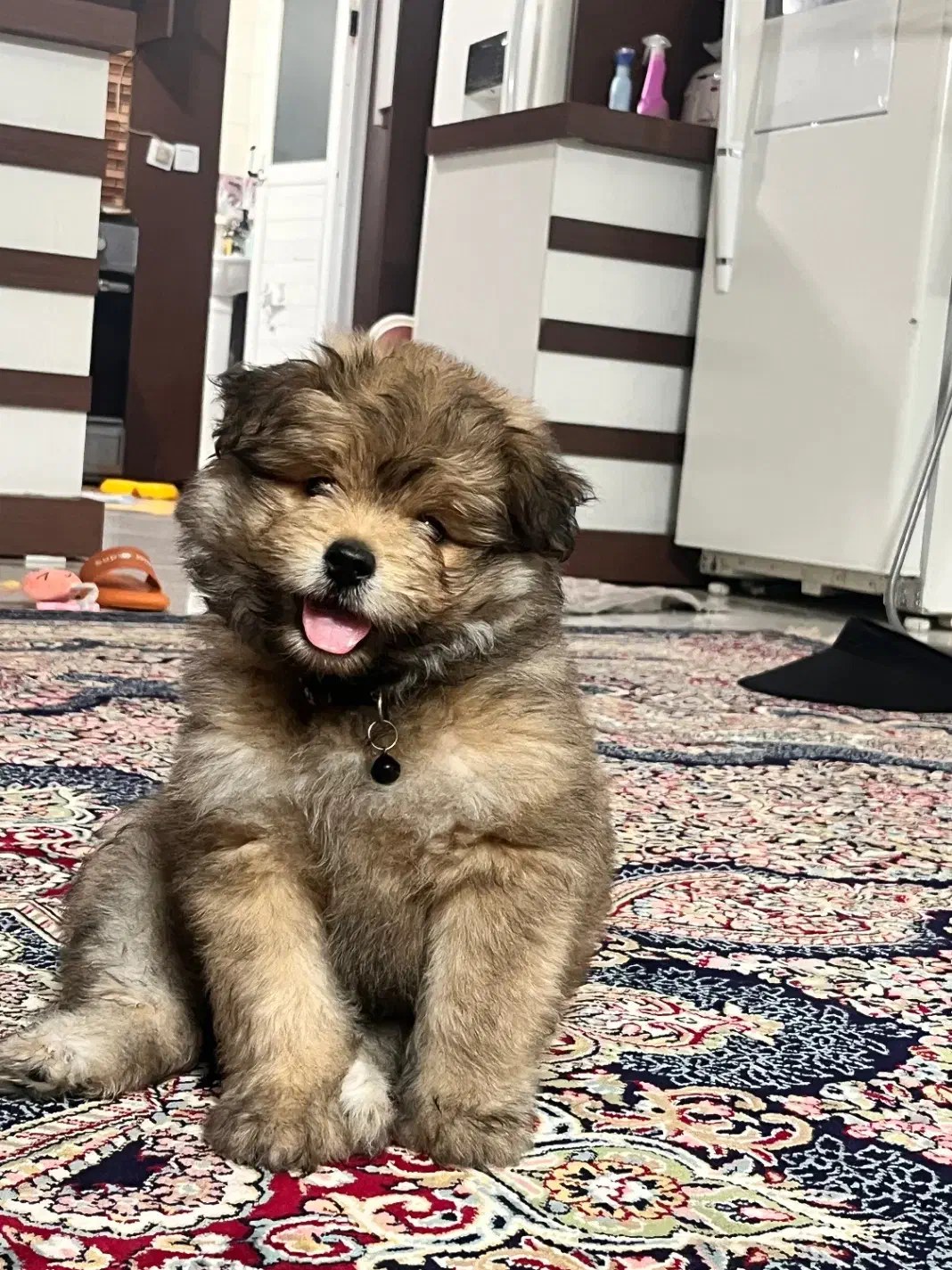 واگذاری سگ|سگ|مشهد, گوهرشاد|دیوار