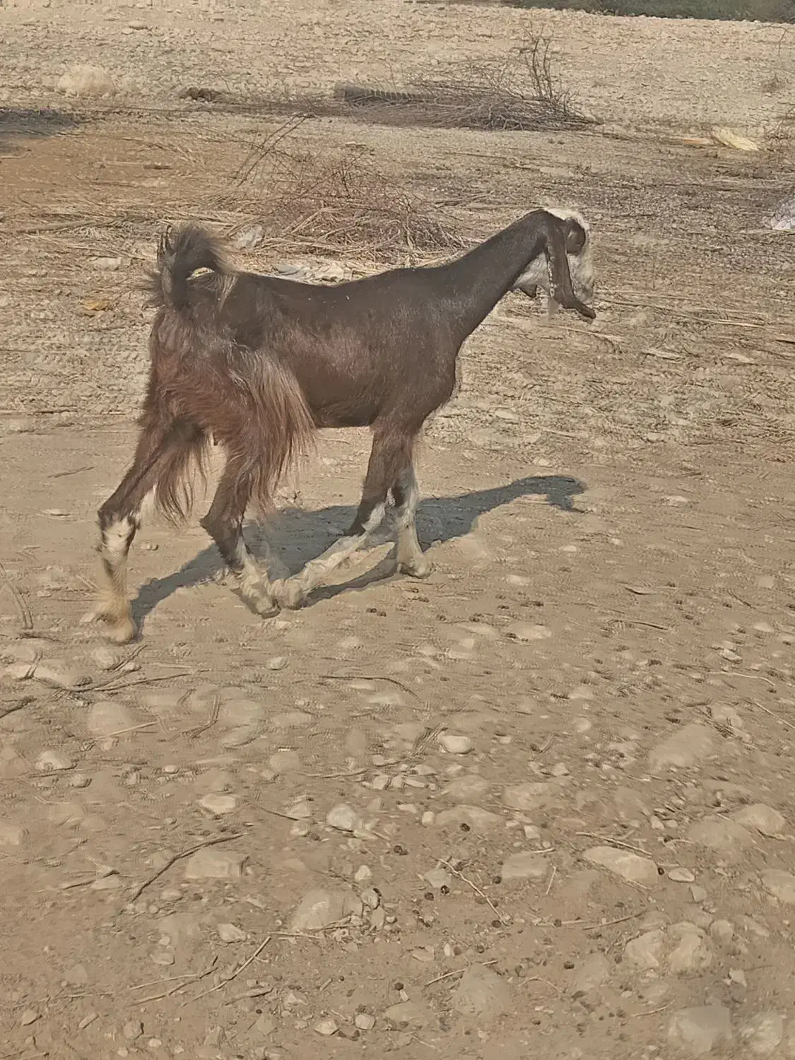 بز کهره دار|حیوانات مزرعه|برازجان, |دیوار