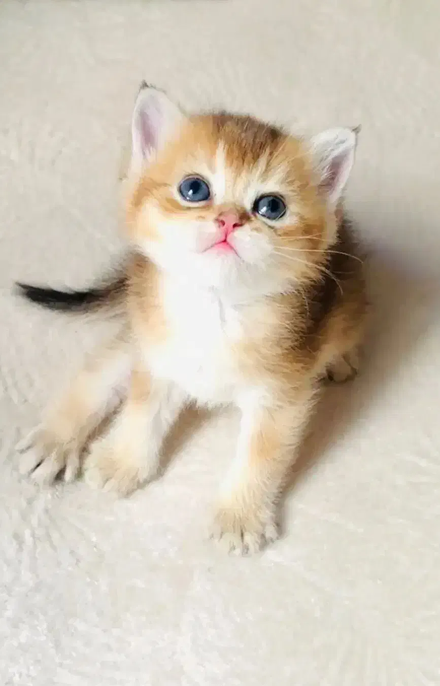 بچه گربه بریتیش|گربه|تهران, المهدی|دیوار