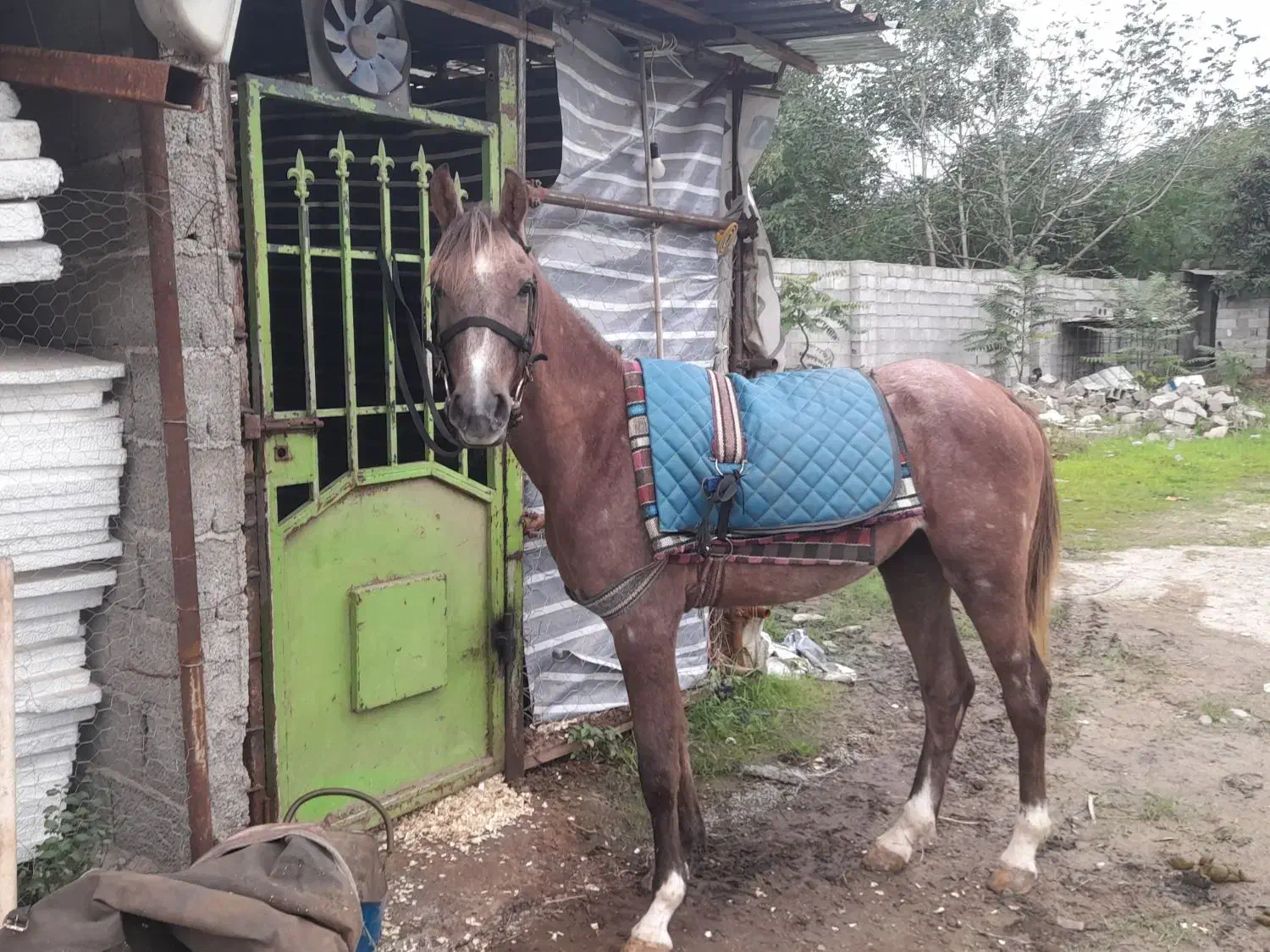 اسب عرب|اسب و تجهیزات اسبسواری|رشت, منظریه|دیوار