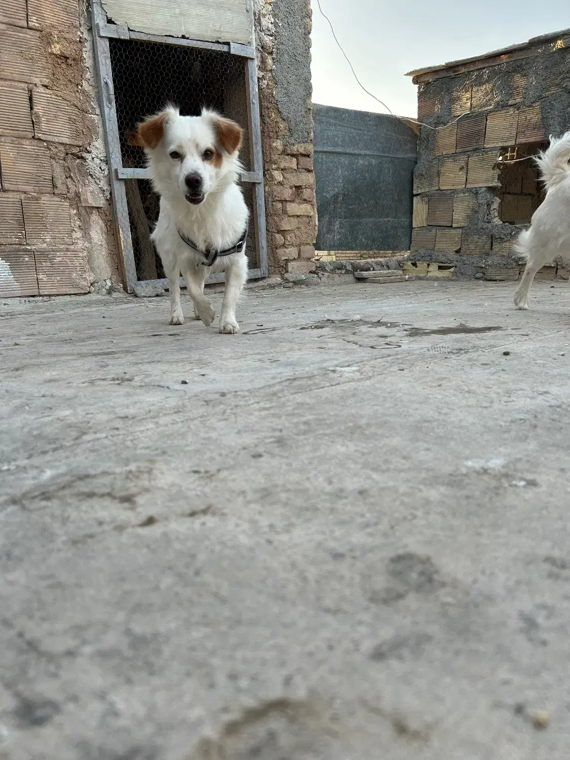 یک جفت سگ آپارتمانی|سگ|لنجان, |دیوار