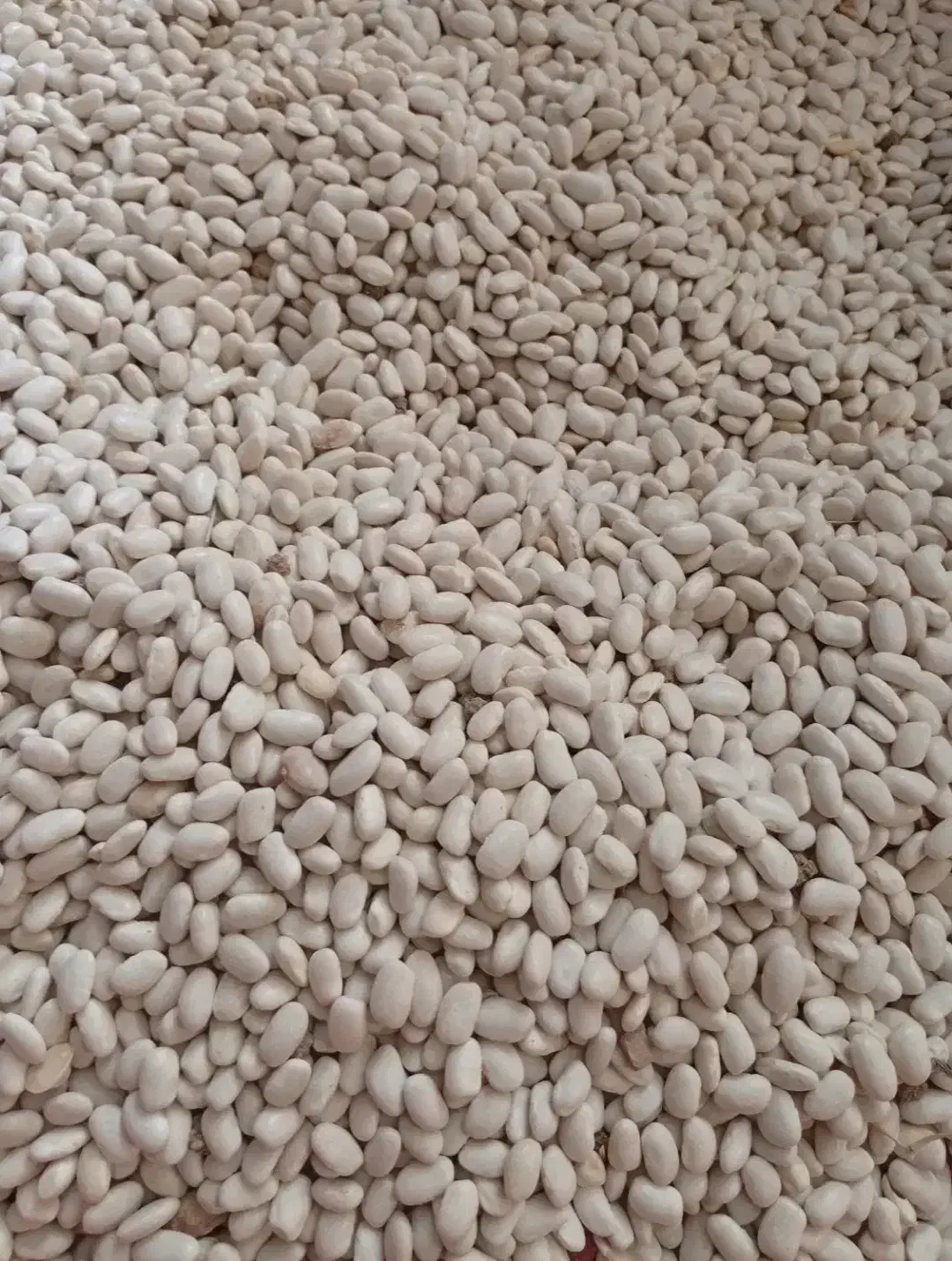 لوبیا سفید تمیز و بوجاری شده|خوردنی و آشامیدنی|میلاجرد, |دیوار