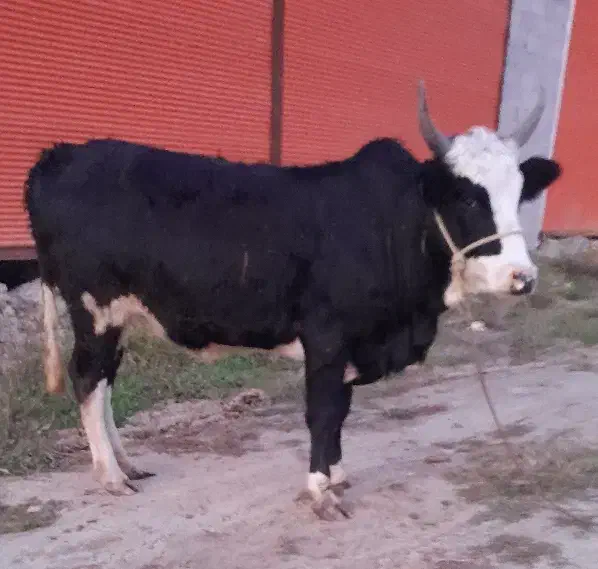 گاویا لیشه چالوسی|حیوانات مزرعه|رشت, حومه رشت|دیوار