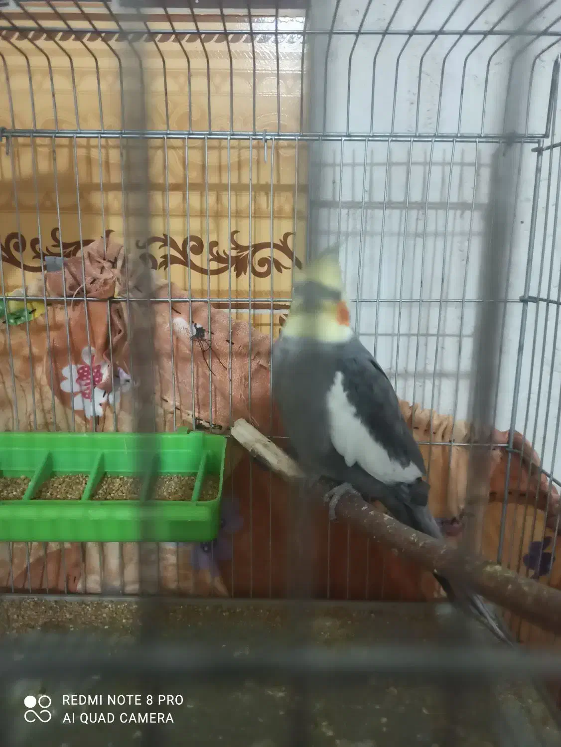 عروس هلندی|پرنده|چرام, |دیوار