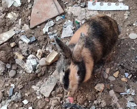 خرگوش|موش و خرگوش|خرمشهر, |دیوار