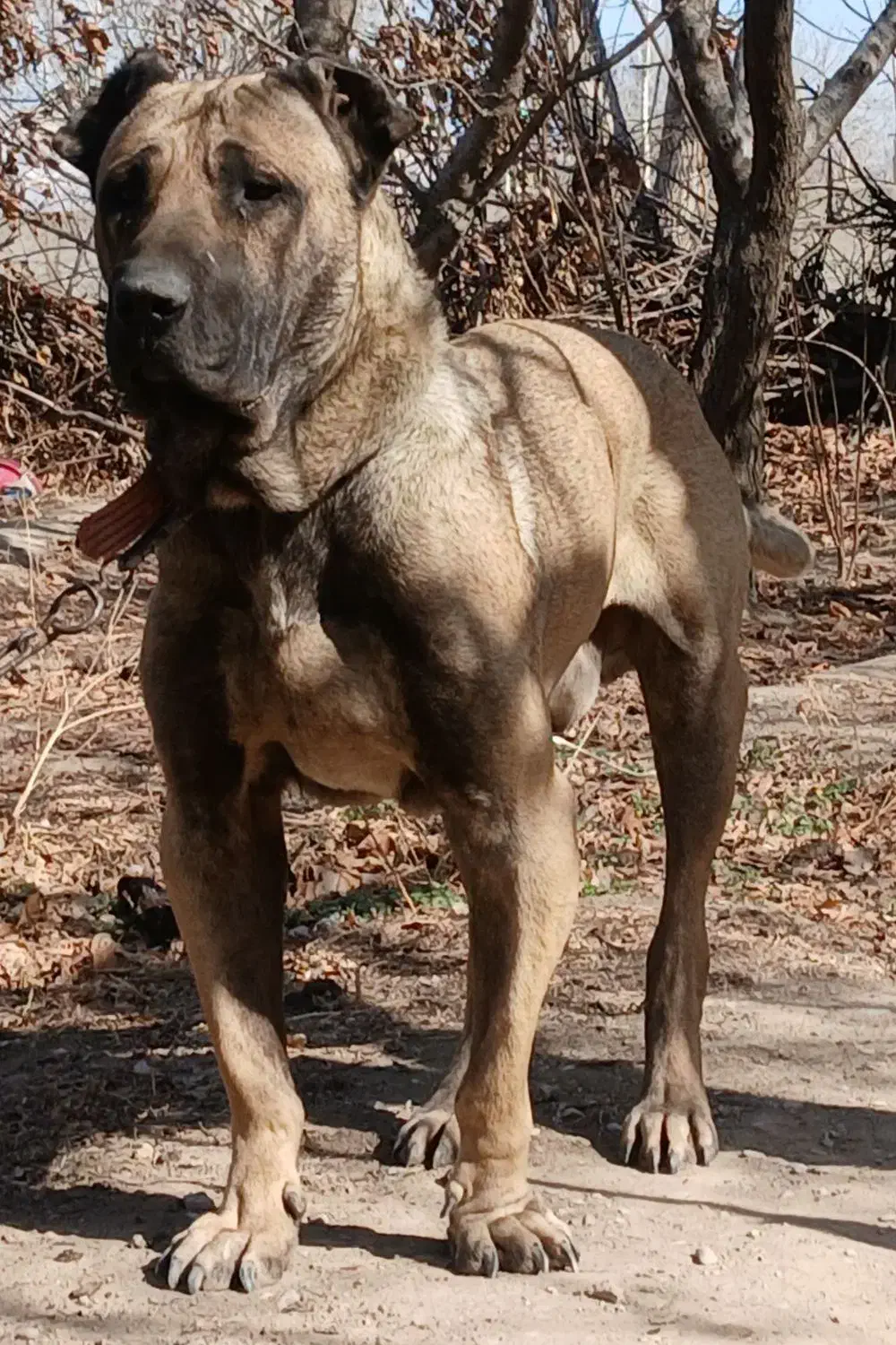 سگ سرابی|سگ|اسلام‌شهر, شهرک قائمیه|دیوار