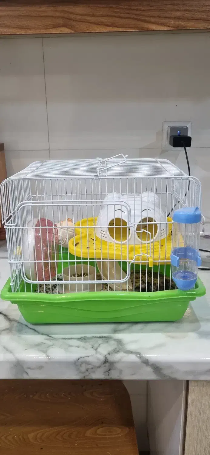 همستر مینیاتوری|موش و خرگوش|اصفهان, جلفا|دیوار