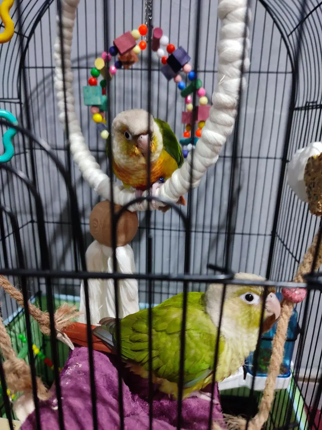 دو جوجه گرینچیک و عروس هلندی نر|پرنده|قرچک, زیبا شهر|دیوار