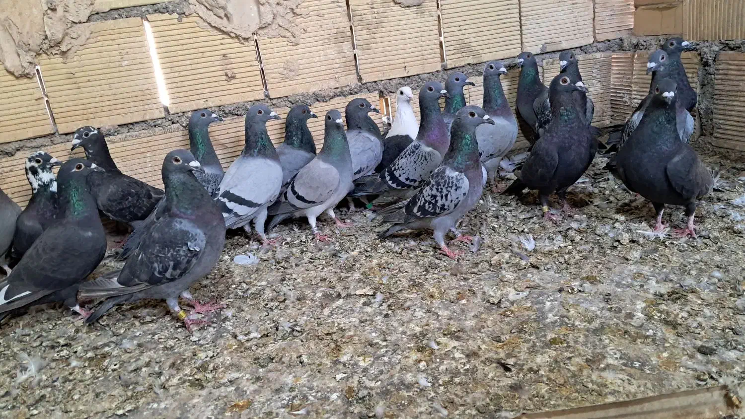 کبوتر پلاکی|پرنده|اهواز, ملاشیه|دیوار