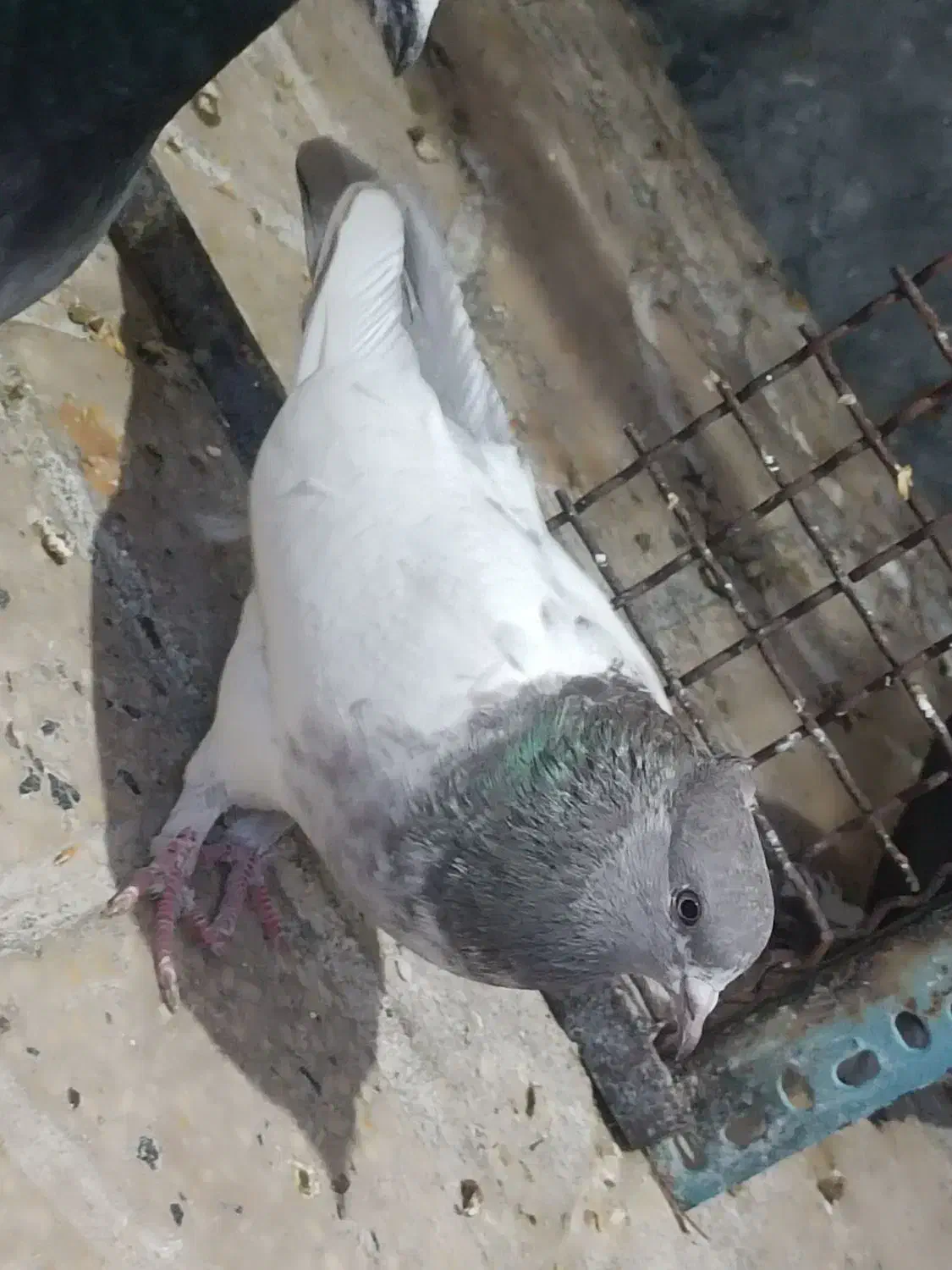 کبوتر سینه.زاغ آبادانی.سوسنی|پرنده|مرودشت, ابوذر جنوبی|دیوار