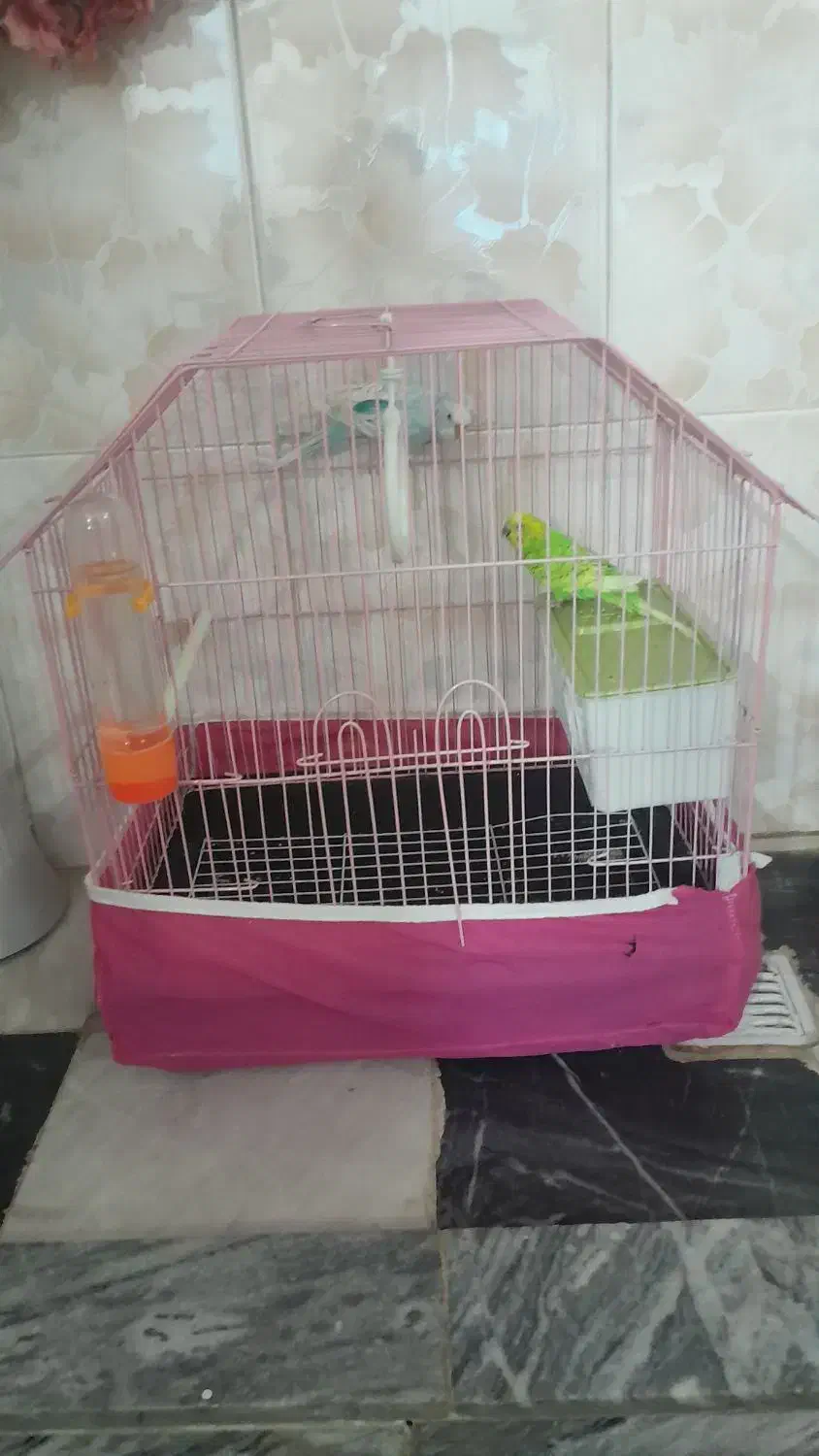 مرغ عشق|پرنده|دورود, |دیوار