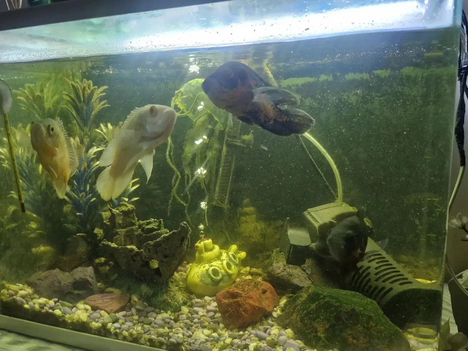 آکواریوم|ماهی|قزوین, |دیوار