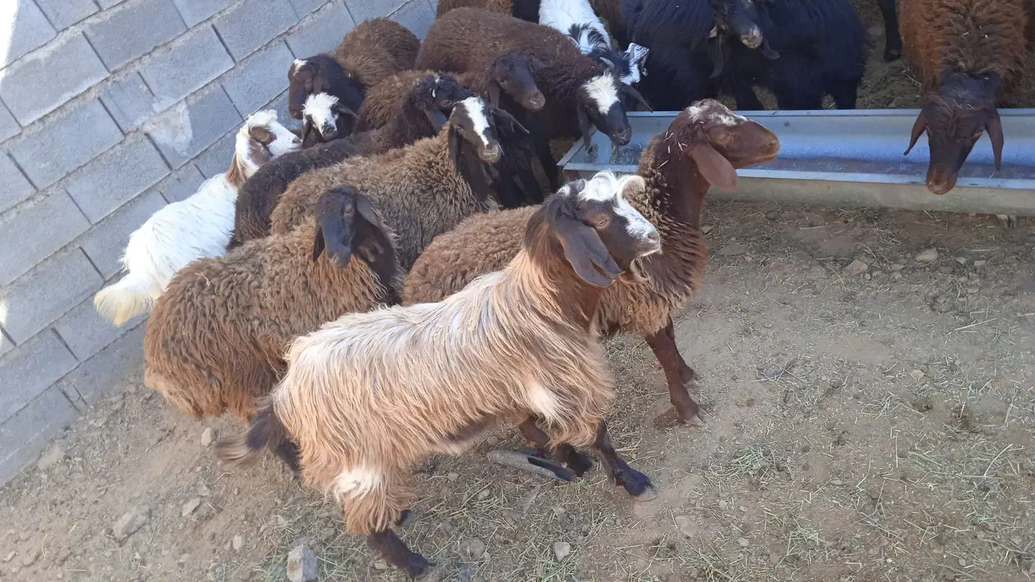 بزغاله یک ماهه و بزغاله بزرگ گوشتی|حیوانات مزرعه|دامغان, |دیوار