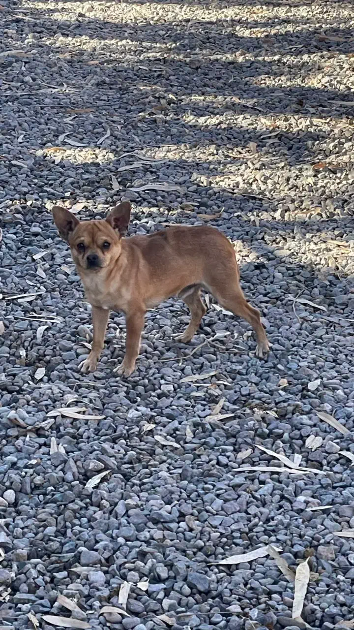 .سگ|سگ|رفسنجان, |دیوار