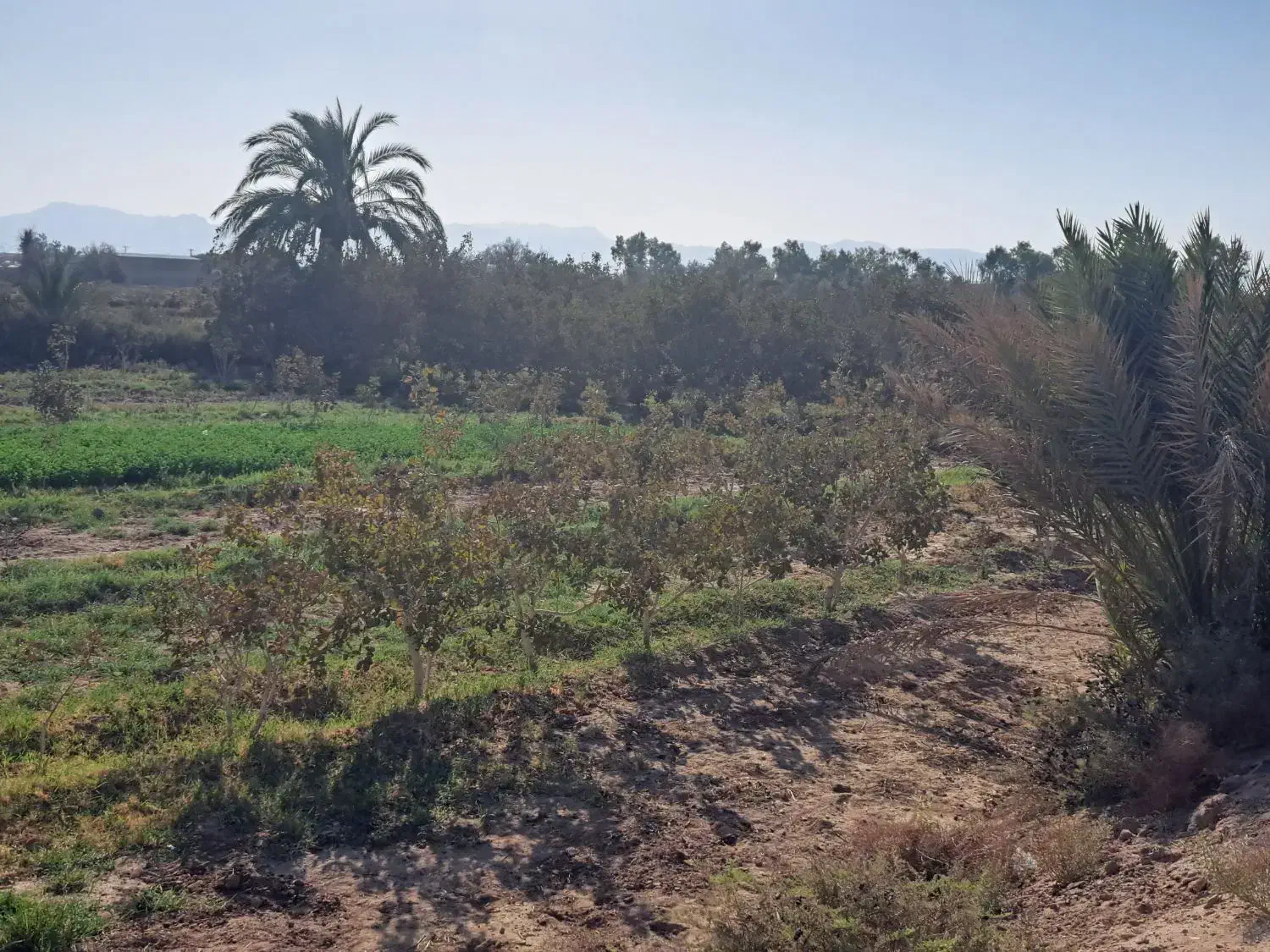 زمین مزروعی انتهای صحرای مبارکه نزدیک بلوارسنگ آهن|فروش زمین و ملک کلنگی|بافق, |دیوار