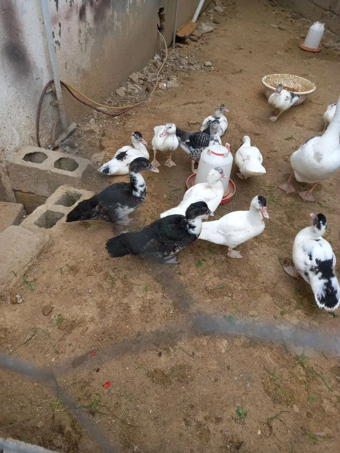 اوردک خارجی اسراییلی|حیوانات مزرعه|زرگرشهر, |دیوار