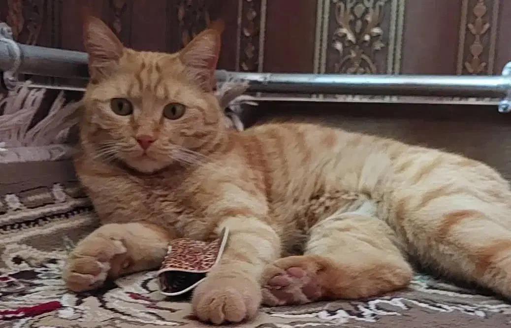 گربه|حیوانات|میاندوآب, |دیوار