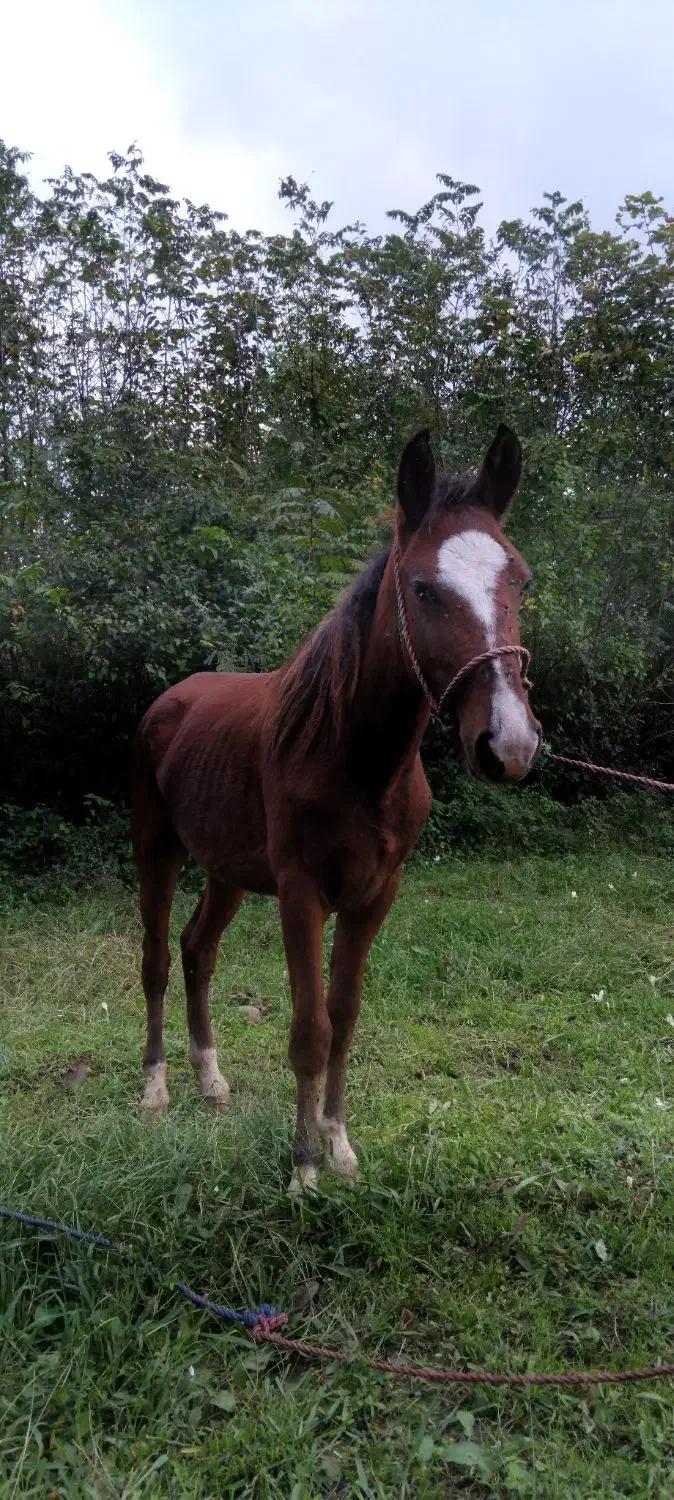 اسب کره 2سال آرام|اسب و تجهیزات اسبسواری|لنگرود, |دیوار