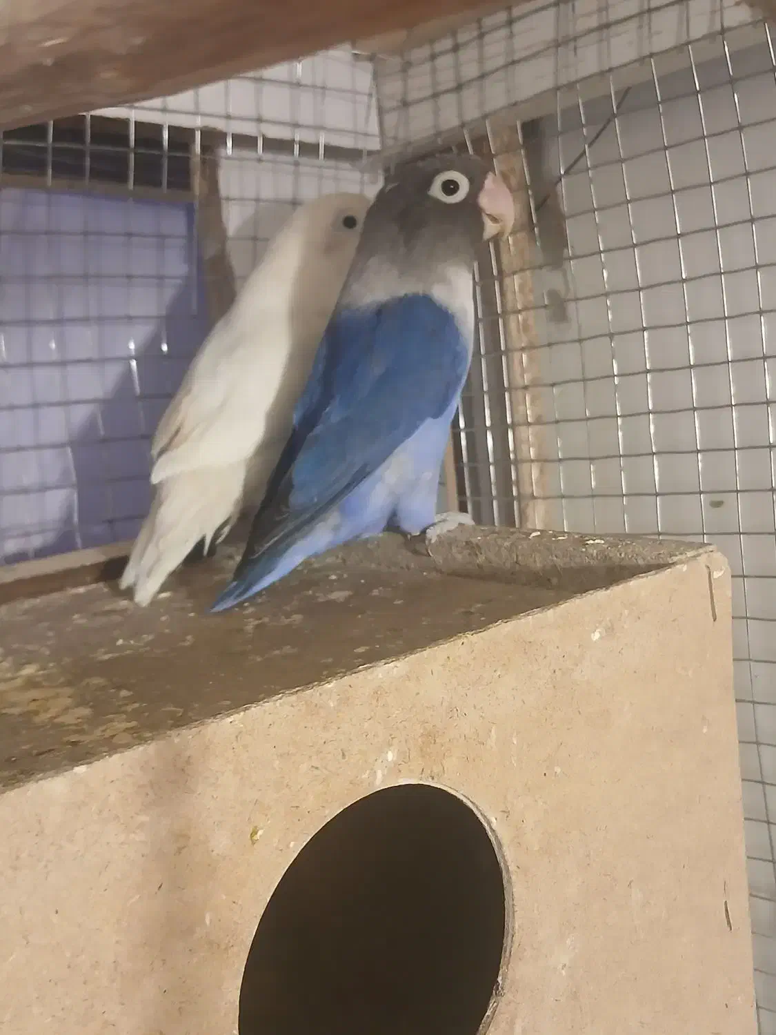 کوتوله|پرنده|یزد, |دیوار