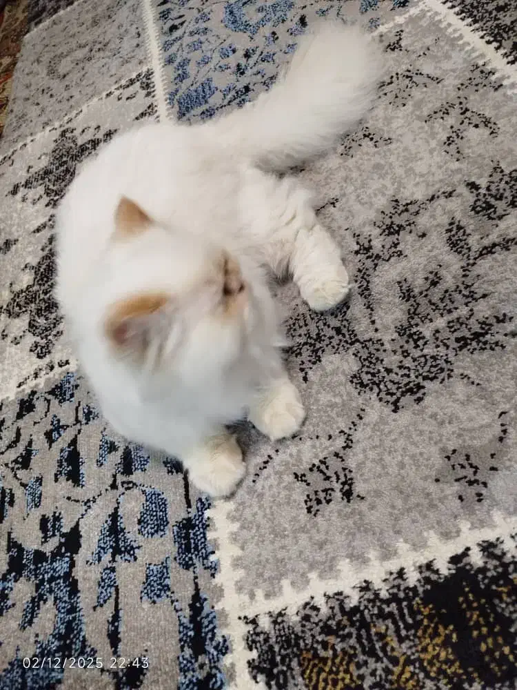 گربه پرشین|گربه|خوی, |دیوار