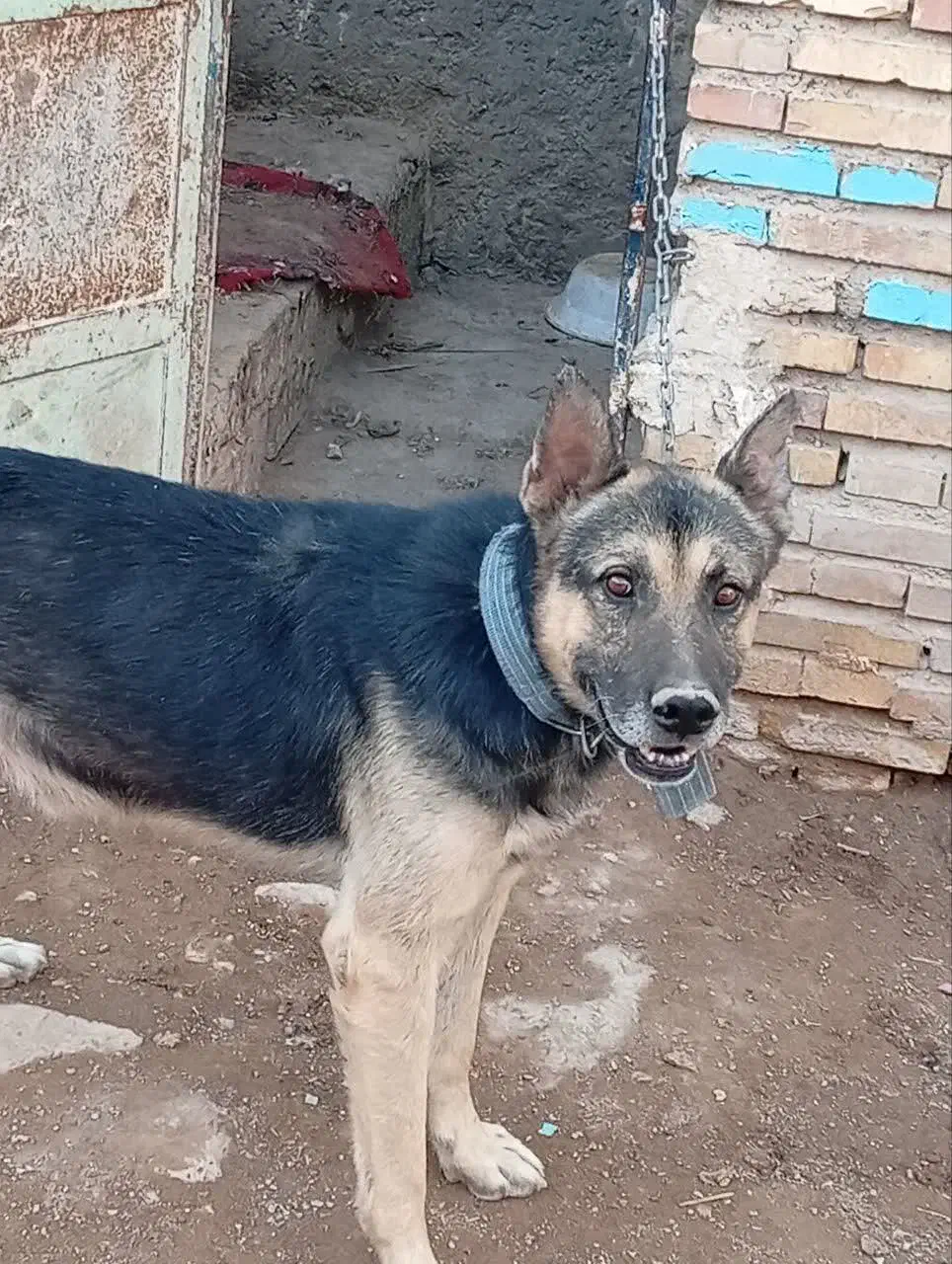 سگ ژرمن شپرد|سگ|کرمان, |دیوار