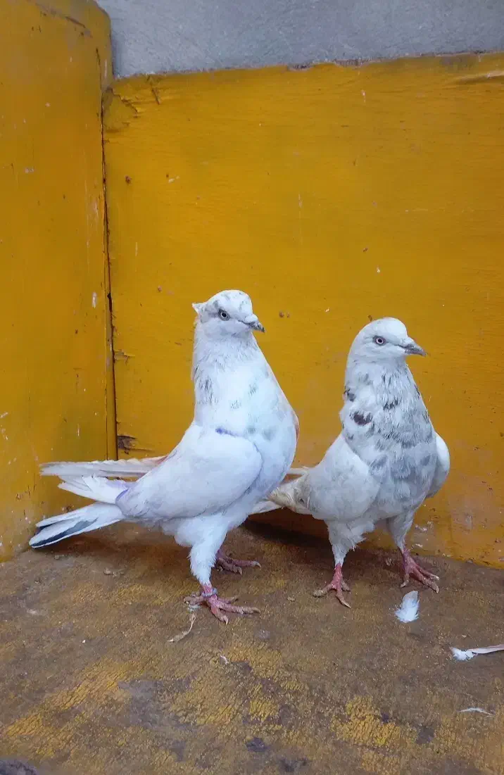 کبوتر پرشی غریب|پرنده|کوهدشت, |دیوار