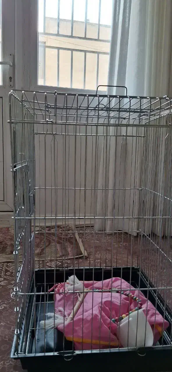 قفس پرنده|لوازم جانبی حیوانات|فردیس, نگارستان|دیوار