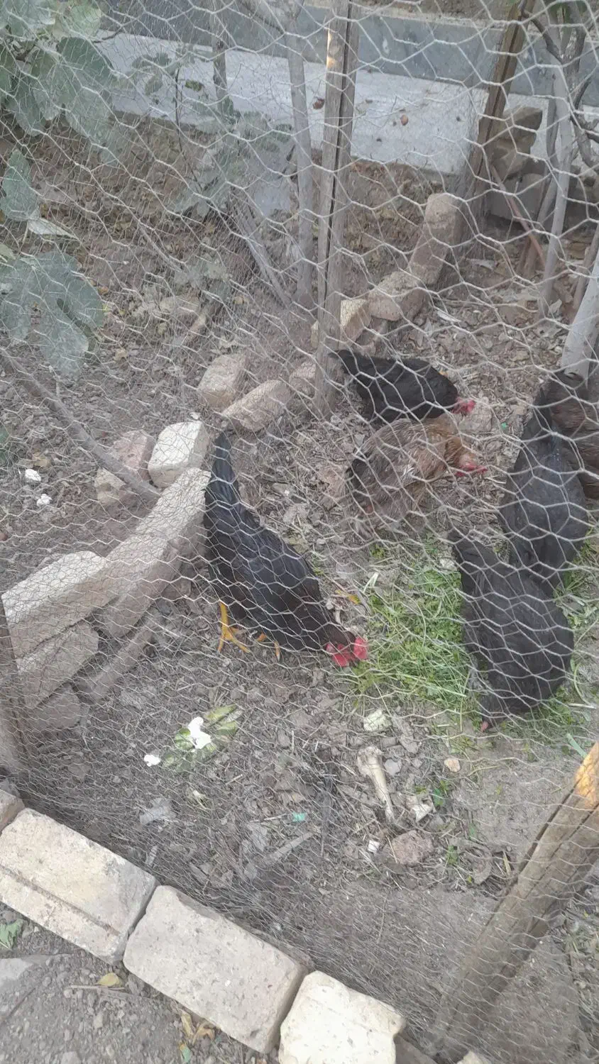 خروس فروشی|حیوانات مزرعه|قمصر, |دیوار