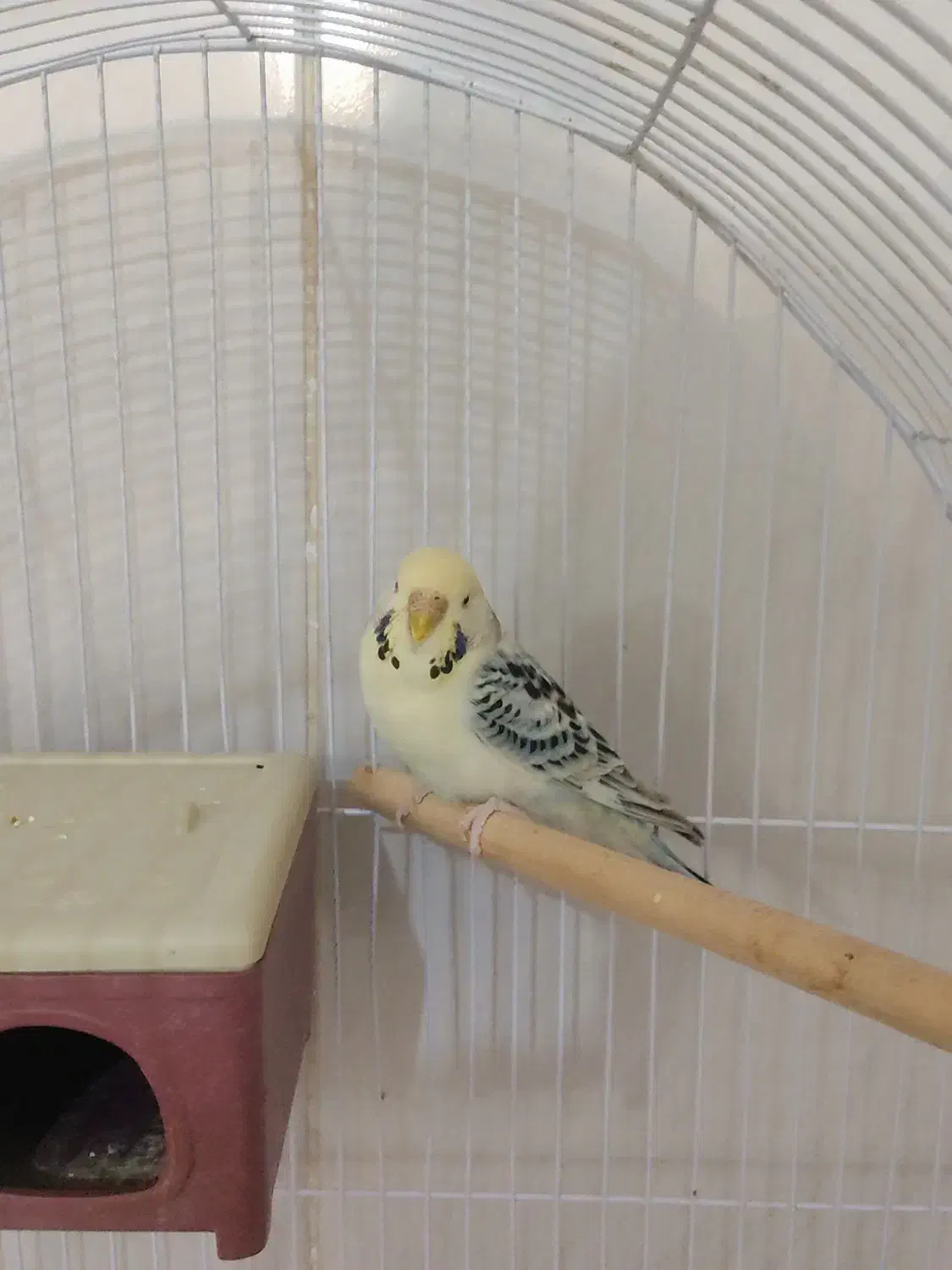 انگلیسی ماده|پرنده|شهرضا, |دیوار