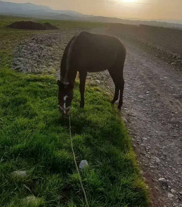 مادیان|اسب و تجهیزات اسب‌سواری|ماژین, |دیوار