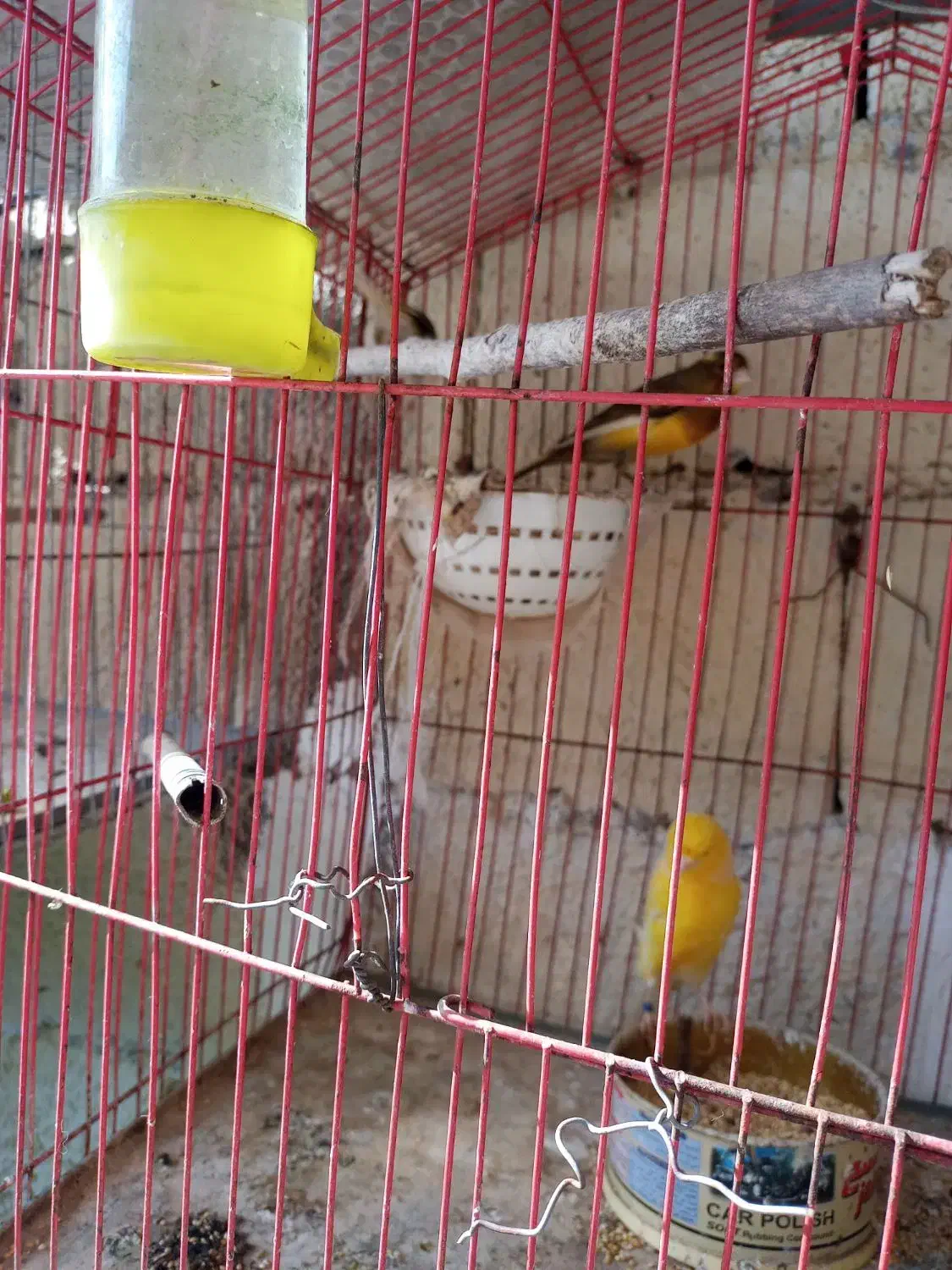 پرنده|پرنده|قائم‌شهر, |دیوار