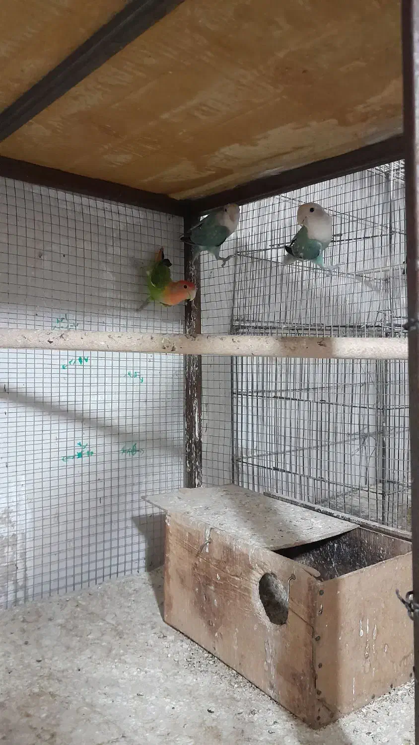 سلام کوتوله ماده دونه ۷۰۰|پرنده|خمینیشهر, |دیوار